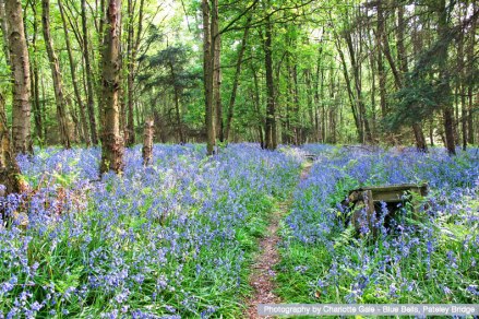 charlotte-gale-blue-bells-pateley-bridge.jpg