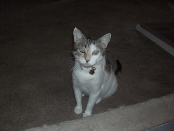 SANYO DIGITAL CAMERA