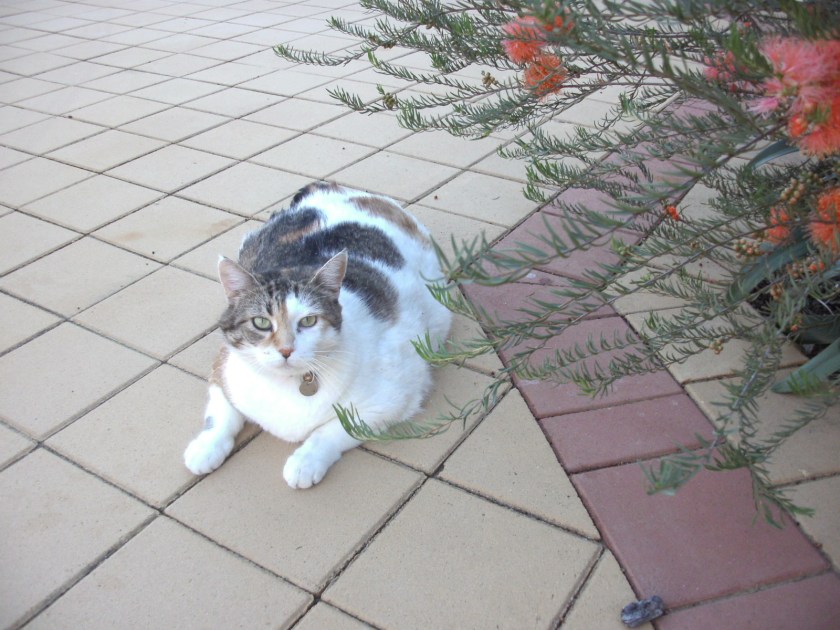 SANYO DIGITAL CAMERA