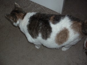 SANYO DIGITAL CAMERA