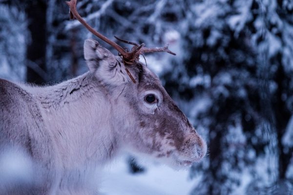 Reindeer Nathan lemon unsplash