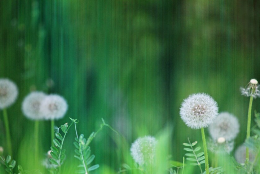 Dandelion Background.jpg